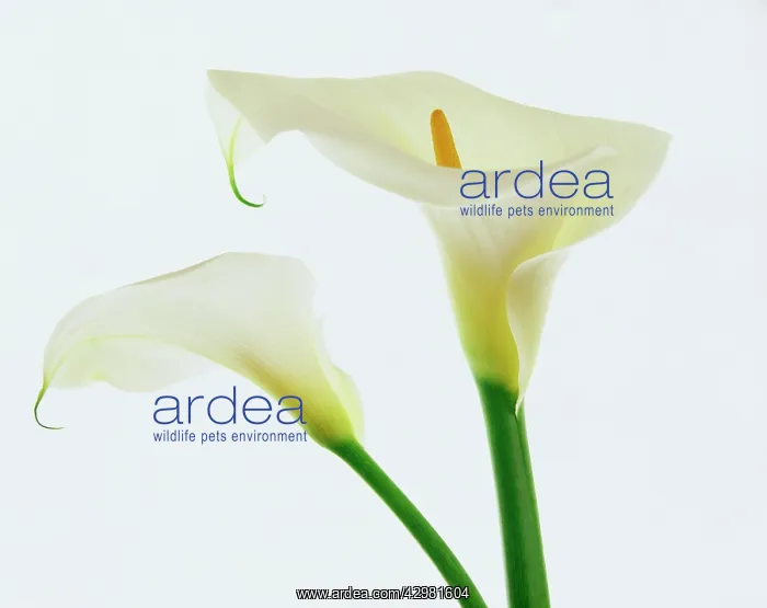 : Lily, Arum lily, Calla lily, Zantedeschia aethiopica : Lily, Arum lily, Calla lily, Zantedeschia aethiopica