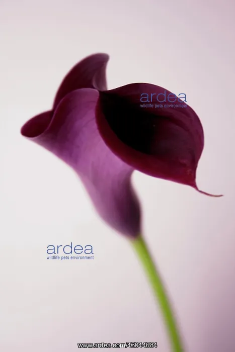 : Lily, Arum lily, Calla lily, Zantedeschia aethiopica : Lily, Arum lily, Calla lily, Zantedeschia aethiopica