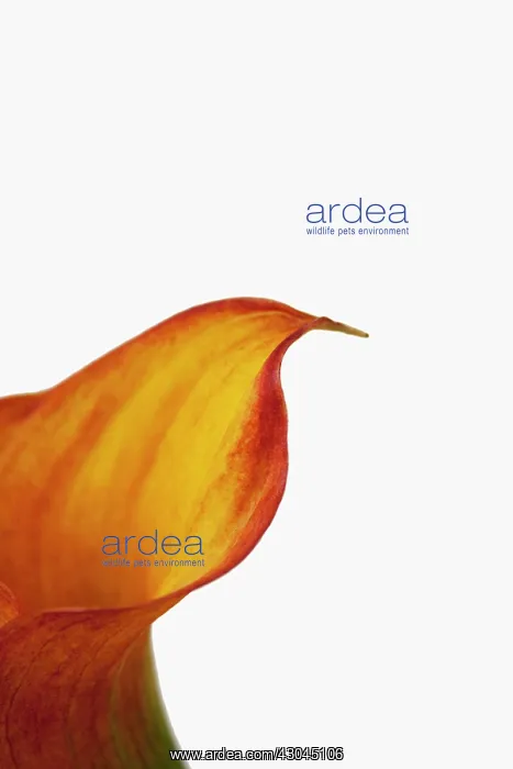 : Lily, Arum lily, Calla lily, Zantedeschia aethiopica : Lily, Arum lily, Calla lily, Zantedeschia aethiopica