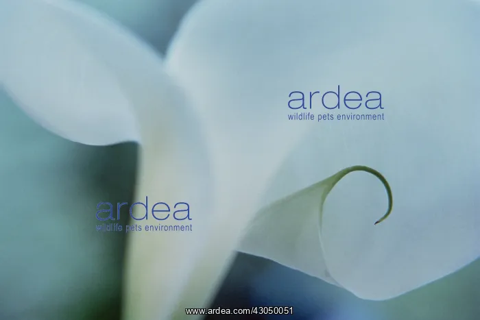 : Lily, Arum lily, Calla lily, Zantedeschia aethiopica : Lily, Arum lily, Calla lily, Zantedeschia aethiopica
