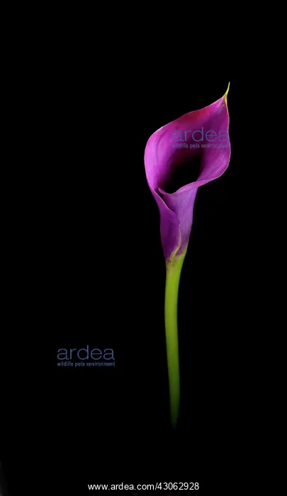 : Lily, Arum lily, Calla lily, Zantedeschia Captain Prado : Lily, Arum lily, Calla lily, Zantedeschia Captain Prado
