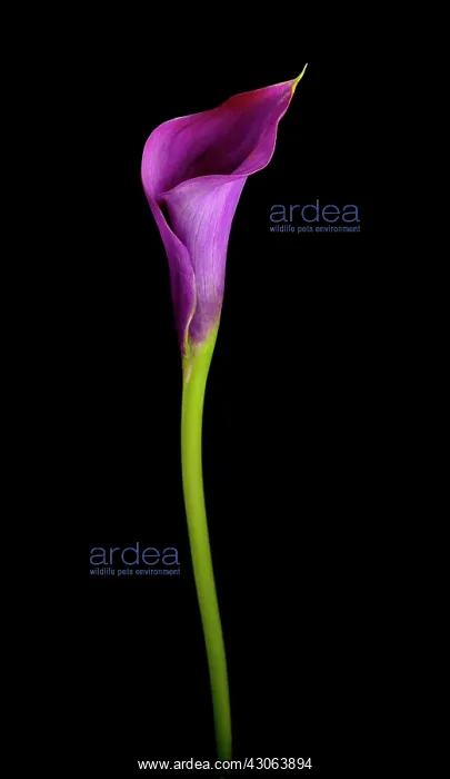  : Lily, Arum lily, Calla lily, Zantedeschia Captain Prado