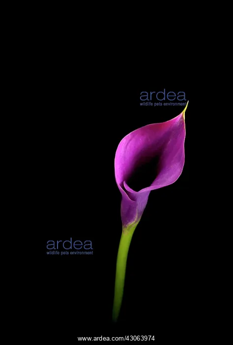 : Lily, Arum lily, Calla lily, Zantedeschia Captain Prado : Lily, Arum lily, Calla lily, Zantedeschia Captain Prado