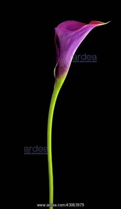 : Lily, Arum lily, Calla lily, Zantedeschia Captain Prado : Lily, Arum lily, Calla lily, Zantedeschia Captain Prado