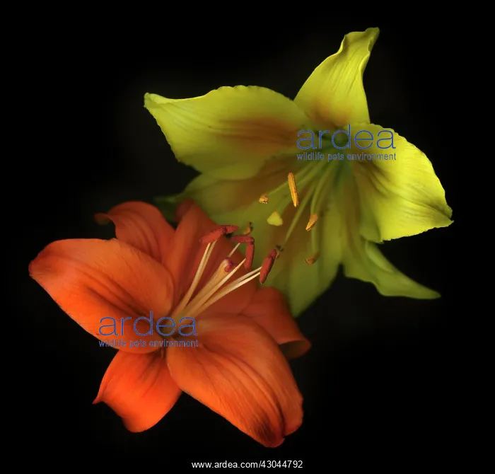 : Lily, Asiatic lily, Lilium : Lily, Asiatic lily, Lilium