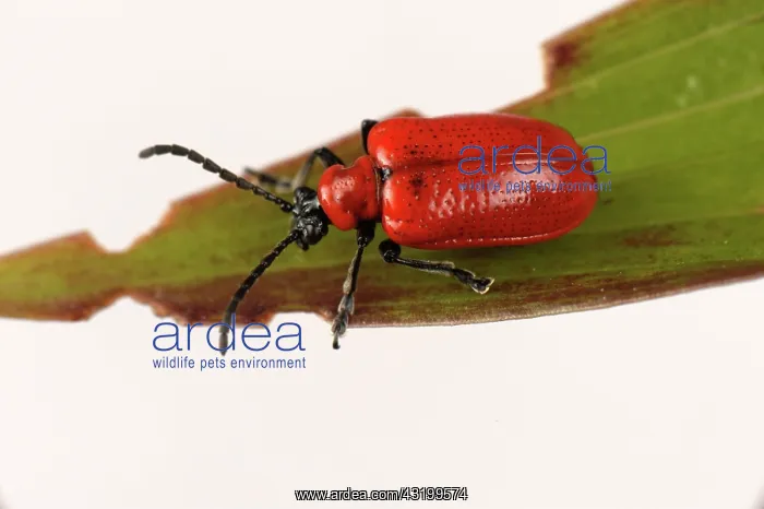 : Lily beetle : Lily beetle