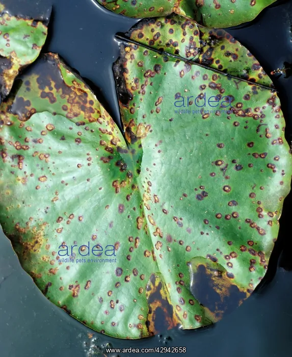 : lily beetle damage to lily leaf : lily beetle damage to lily leaf