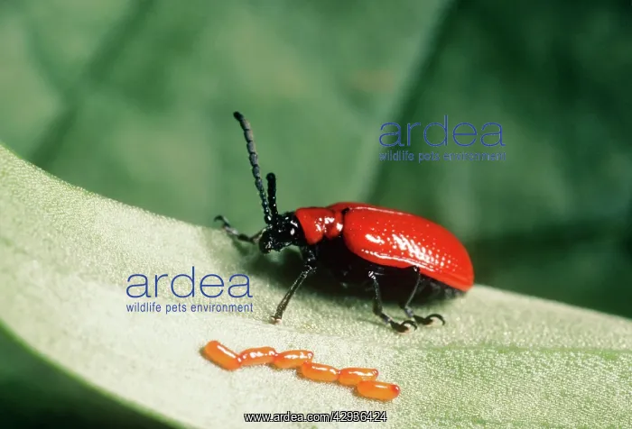 : Lily Beetle - female with eggs : Lily Beetle - female with eggs