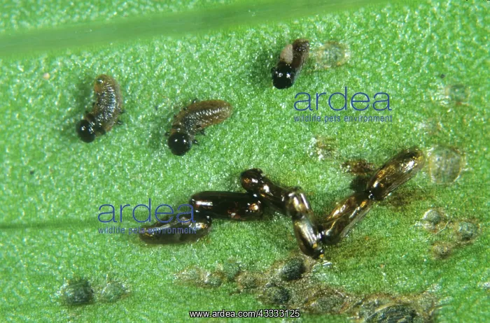 : Lily Beetle larvae newly hatched : Lily Beetle larvae newly hatched