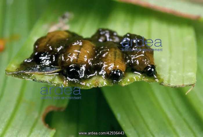 : Lily Beetle larvae - in protective coat of faeces : Lily Beetle larvae - in protective coat of faeces