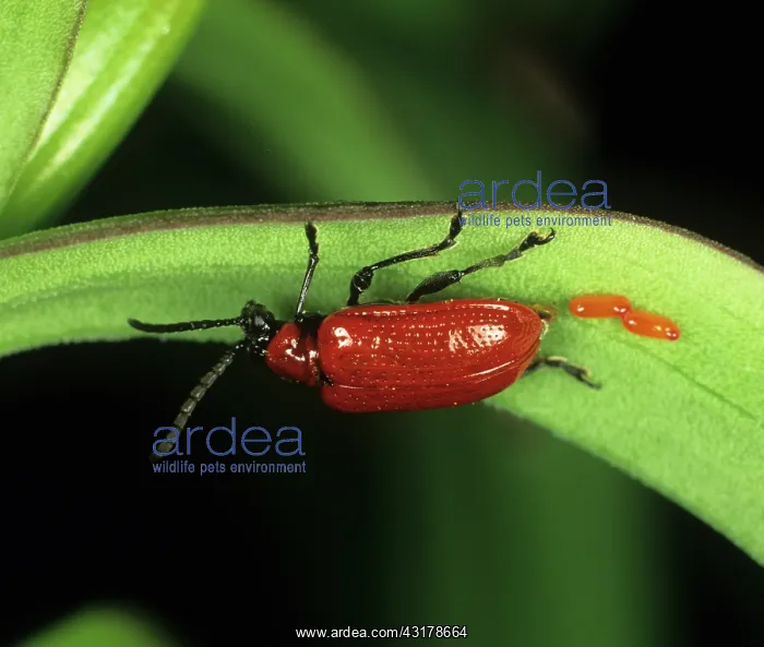 : Lily Beetle (Lilioceris lilii) laying eggs : Lily Beetle (Lilioceris lilii) laying eggs