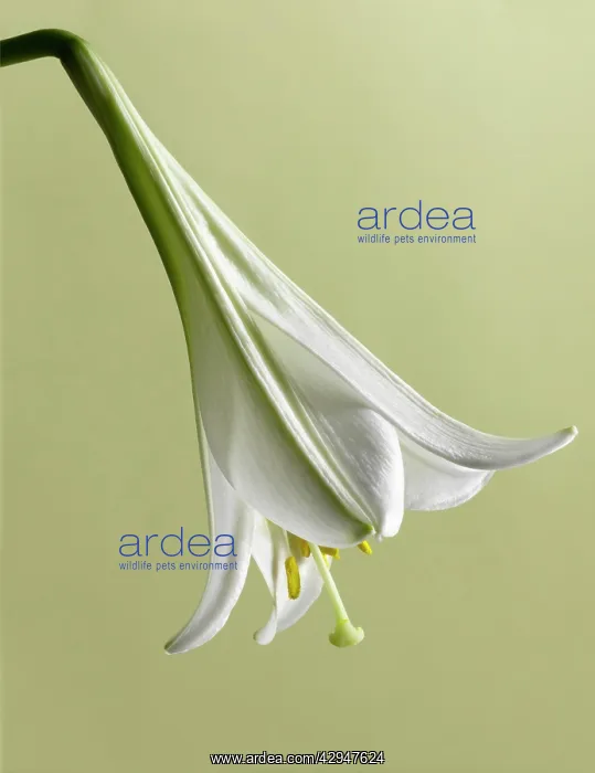 : Lily, Easter lily : Lily, Easter lily