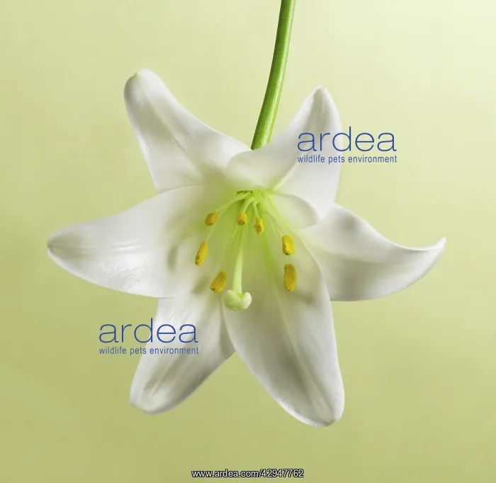 : Lily, Easter lily : Lily, Easter lily