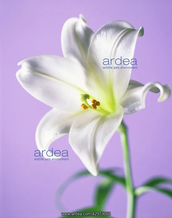 : Lily, Easter lily, Lilium longiflorum : Lily, Easter lily, Lilium longiflorum