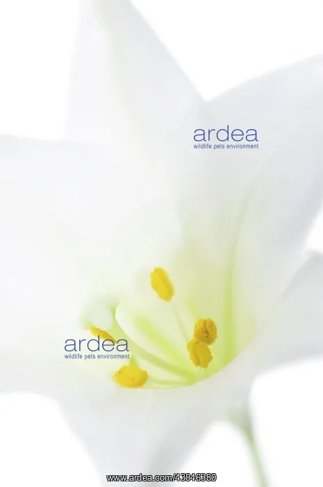  : Lily, Easter lily, Lilium longiflorum