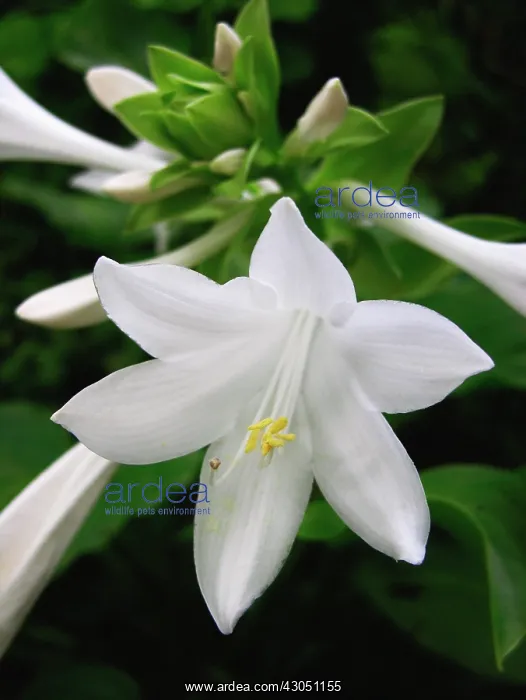 : Lily, Easter lily, Lilium longiflorum : Lily, Easter lily, Lilium longiflorum