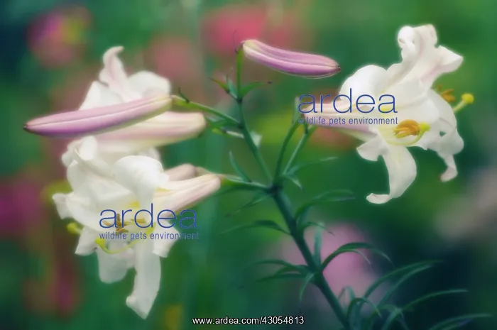 : Lily, Easter lily, Lilium longiflorum : Lily, Easter lily, Lilium longiflorum