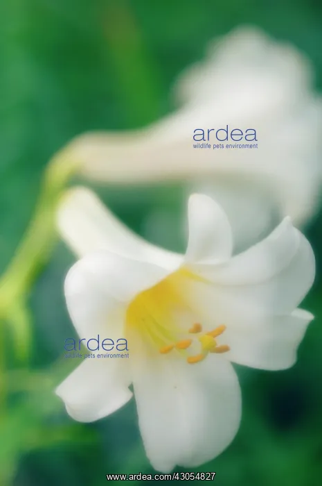 : Lily, Easter lily, Lilium longiflorum : Lily, Easter lily, Lilium longiflorum