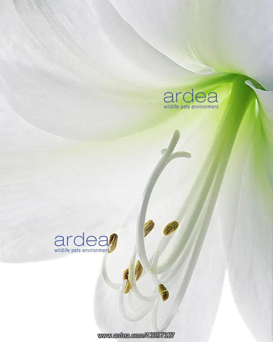 : Lily, Easter lily, Lilium longiflorum : Lily, Easter lily, Lilium longiflorum