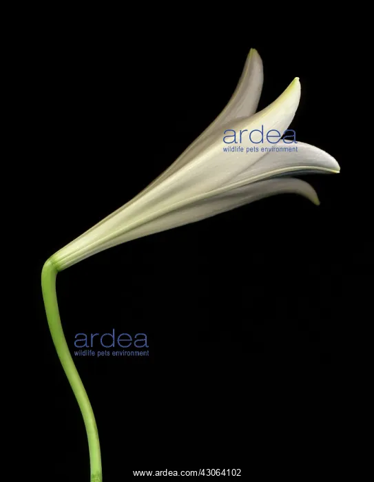 : Lily, Easter lily, Lilium longiflorum : Lily, Easter lily, Lilium longiflorum