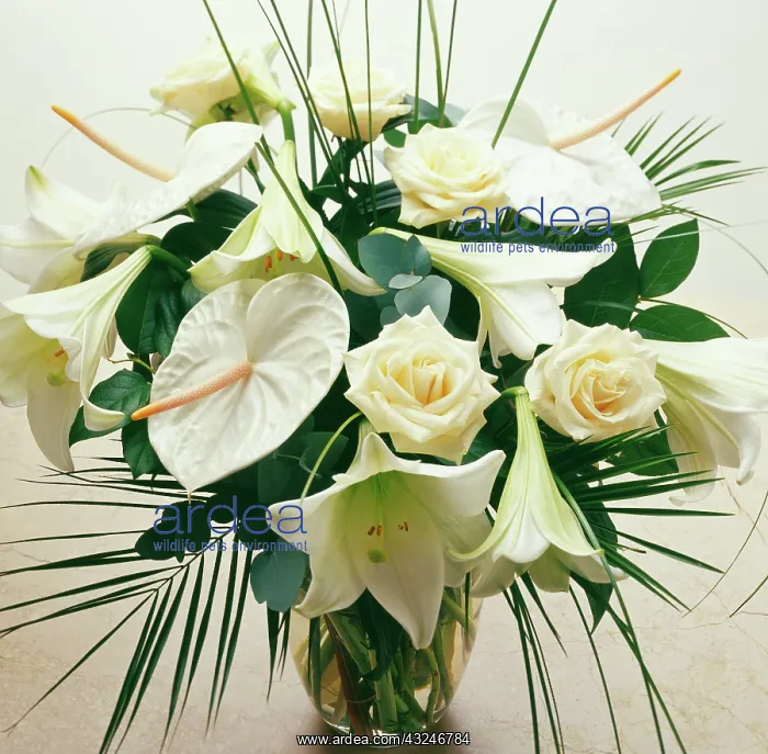 : Lily, Easter lily, Lilium longiflorum : Lily, Easter lily, Lilium longiflorum