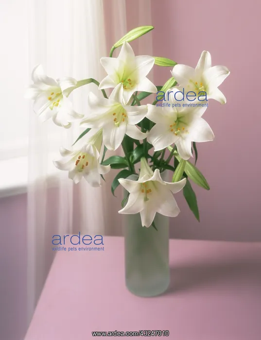 : Lily, Easter lily, Lilium longiflorum : Lily, Easter lily, Lilium longiflorum