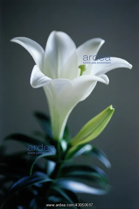 : Lily, Easter lily, Lilium longiflorum Memories : Lily, Easter lily, Lilium longiflorum Memories