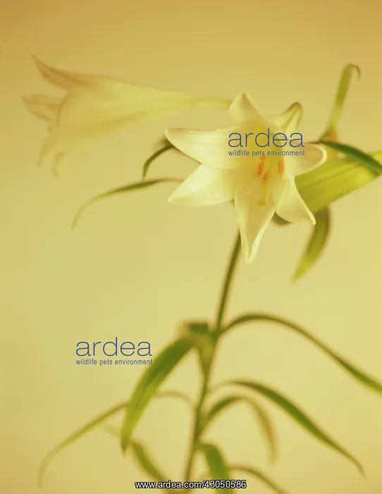 : Lily, Easter lily, Longiflorum White Europe : Lily, Easter lily, Longiflorum White Europe