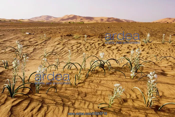 : Lily family, in the high Erg Chebbi sand dunes : Lily family, in the high Erg Chebbi sand dunes