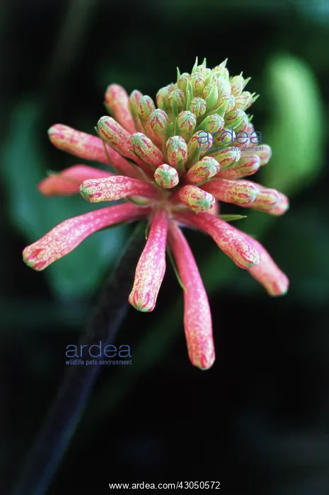: Lily, Forest lily, Veltheimia bracteata : Lily, Forest lily, Veltheimia bracteata