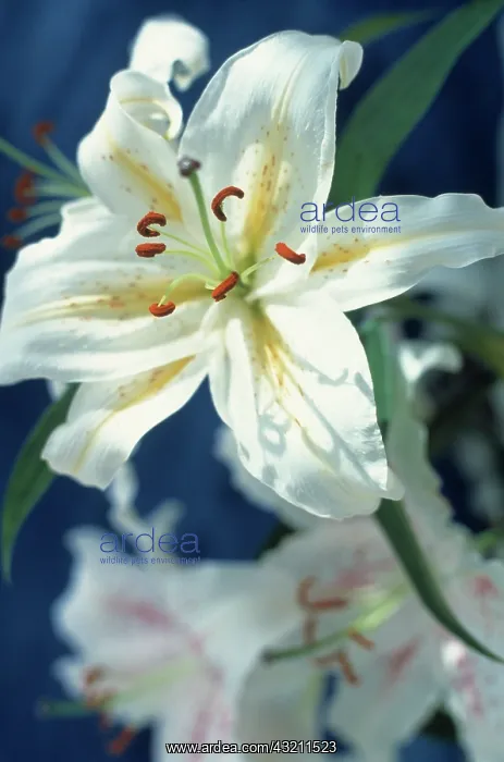 : Lily, Golden-rayed lily, Lilium aurantum var platyphyllum : Lily, Golden-rayed lily, Lilium aurantum var platyphyllum
