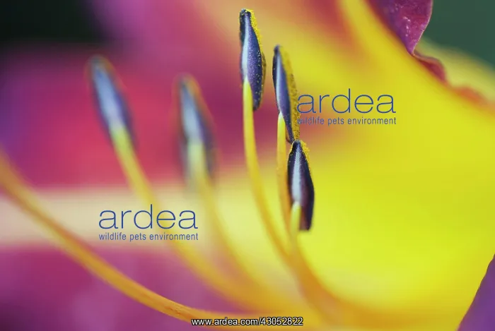 : Lily, Hemerocallis, Daylily : Lily, Hemerocallis, Daylily