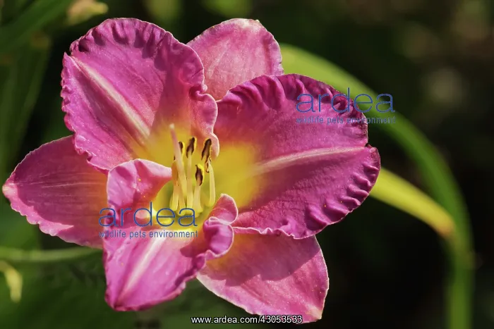  : Lily, Hemerocallis, Daylily