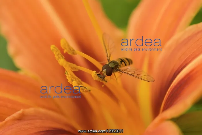 : Lily, Hemerocallis fulva, Daylily orange : Lily, Hemerocallis fulva, Daylily orange