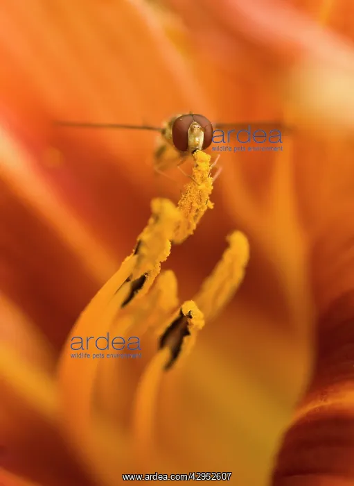 : Lily, Hemerocallis fulva, Daylily orange : Lily, Hemerocallis fulva, Daylily orange