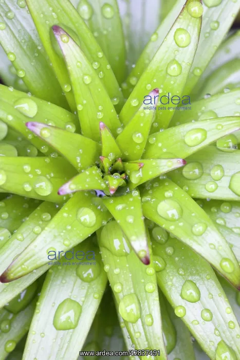 : Lily Leaves - Emerging leaves with rain drops : Lily Leaves - Emerging leaves with rain drops