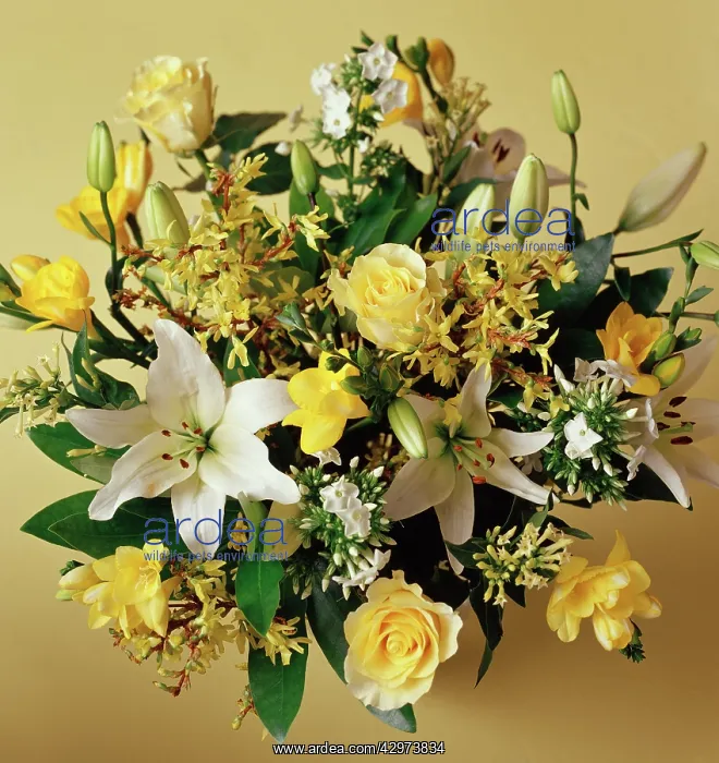 : Lily, Lilium : Lily, Lilium