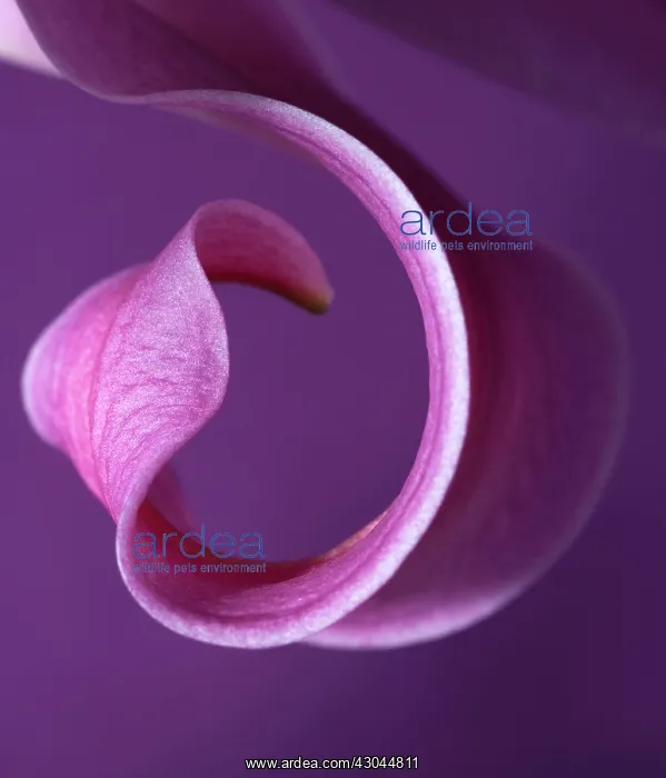 : Lily, Lilium : Lily, Lilium