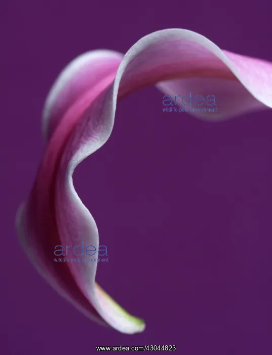 : Lily, Lilium : Lily, Lilium