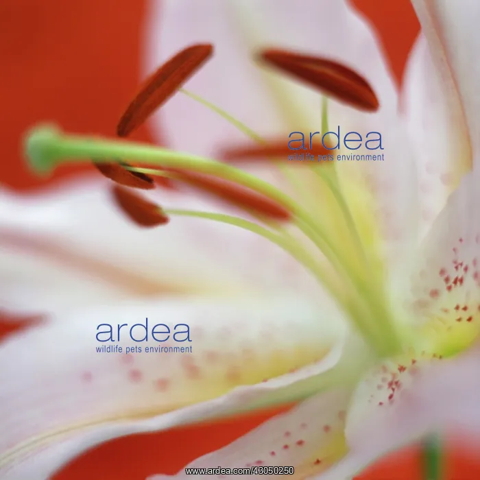 : Lily, Lilium : Lily, Lilium