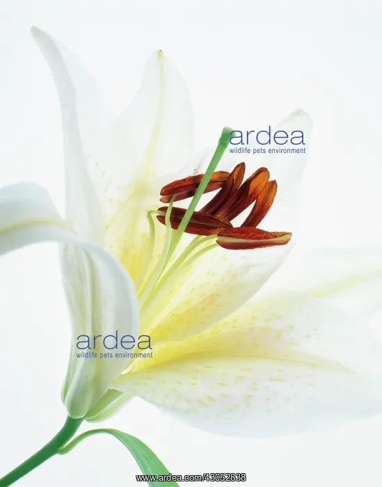 : Lily, Lilium : Lily, Lilium