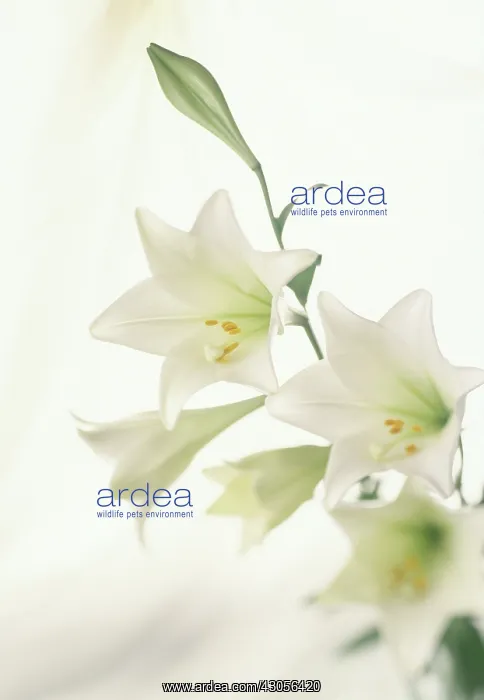 : Lily, Lilium : Lily, Lilium