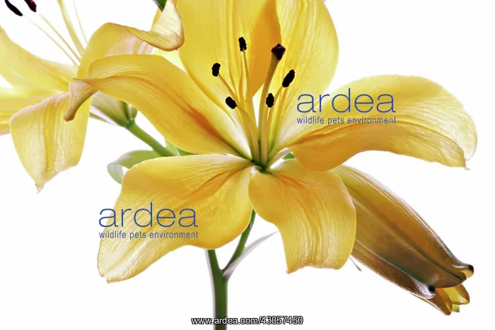 : Lily, Lilium : Lily, Lilium