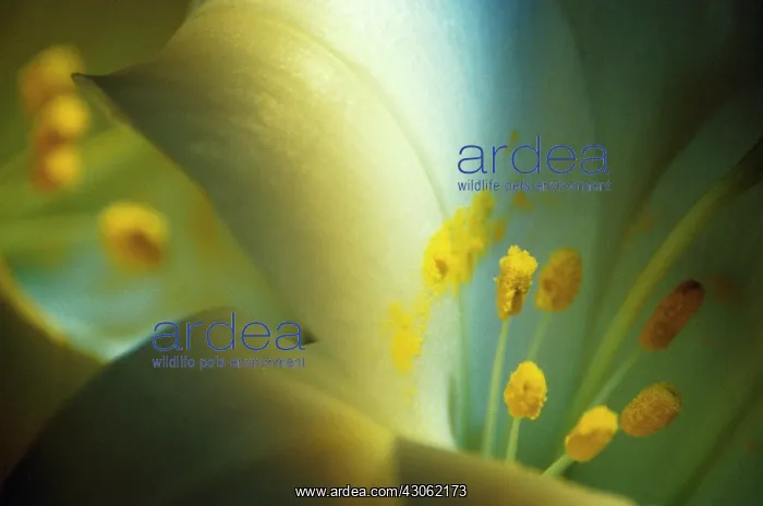 : Lily, Lilium : Lily, Lilium