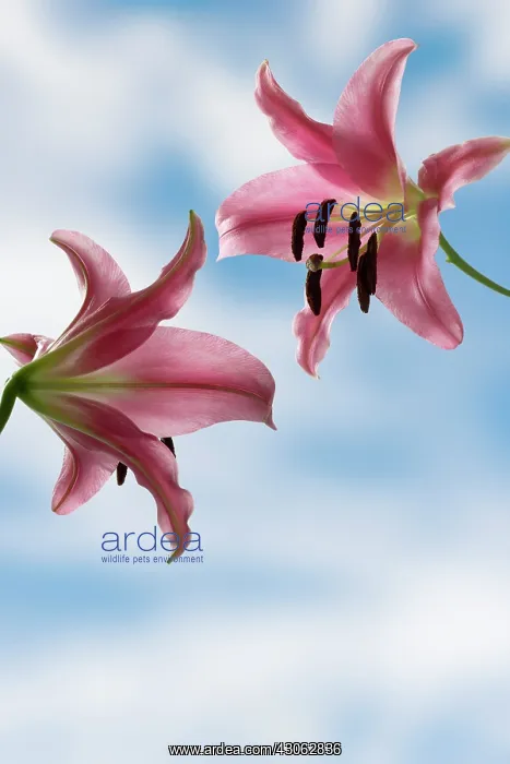 : Lily, Lilium : Lily, Lilium
