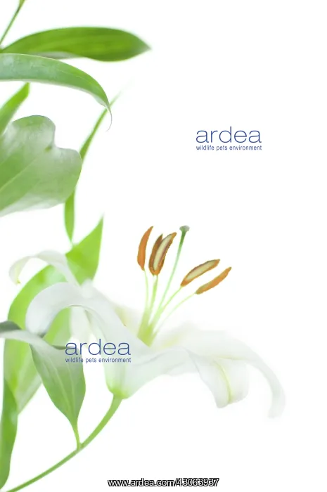 : Lily, Lilium : Lily, Lilium