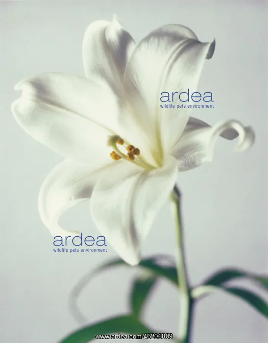 : Lily, Lilium : Lily, Lilium