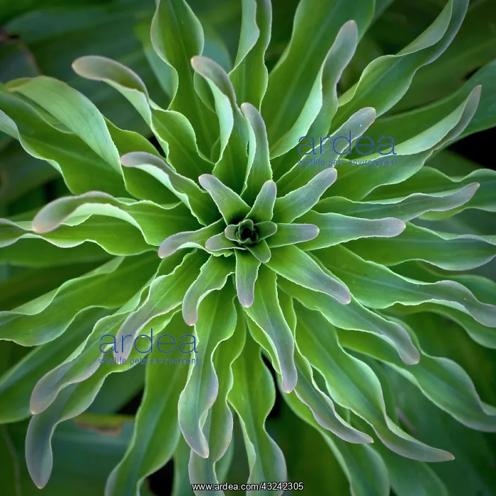 : Lily, Lilium : Lily, Lilium