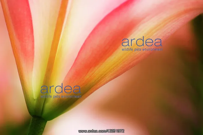 : Lily, Lilium American hybrid : Lily, Lilium American hybrid