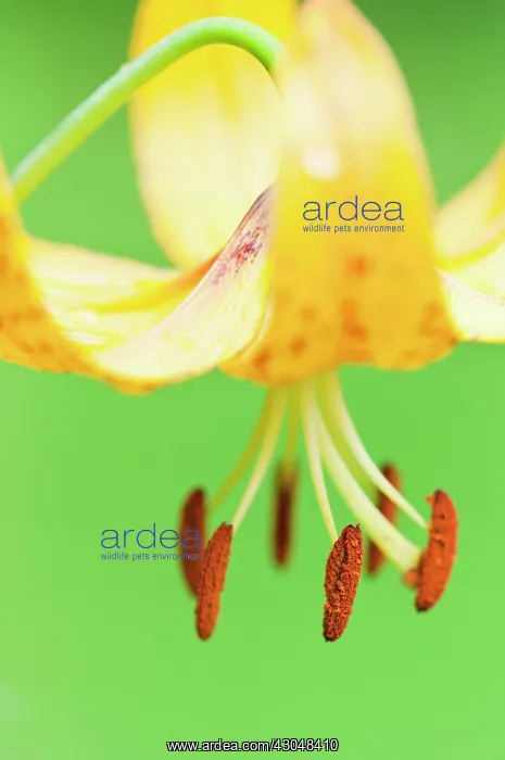 : Lily, Lilium Bellingham Group IV : Lily, Lilium Bellingham Group IV